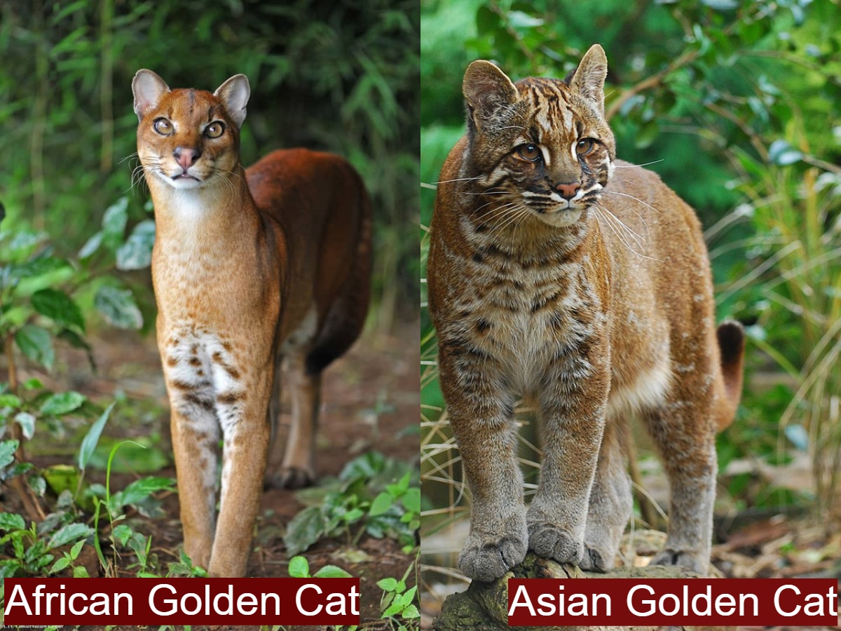 African Golden Cat vs Asian Golden Cat Appearance